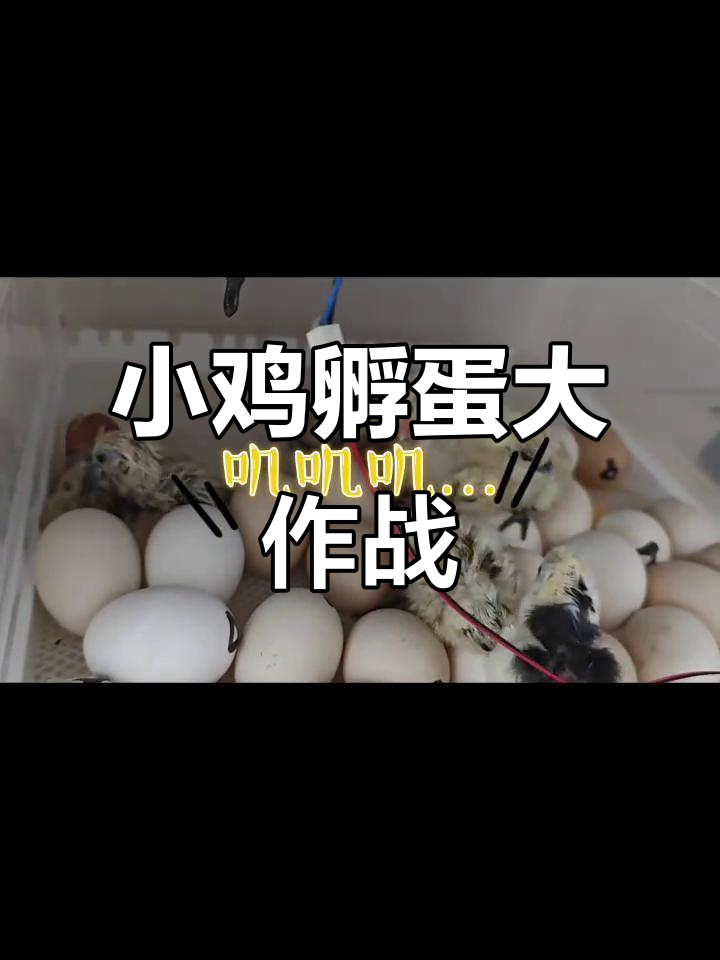 贵妃鸡与乌鸡蛋孵化全过程,小鸡崽们争先恐后破壳而出