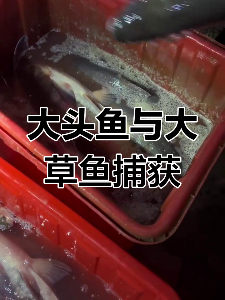 今晚渔获满满,大头鱼和大草鱼爆网
