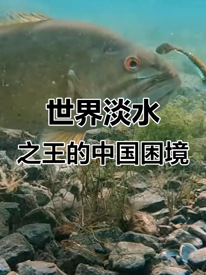 尼罗河鲈鱼为何在中国难逃童年命运?