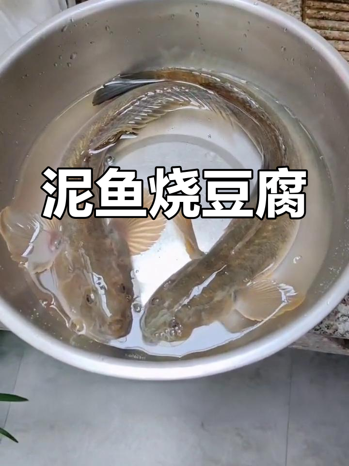 近海野生泥鱼烧豆腐,汤白味鲜的家常做法