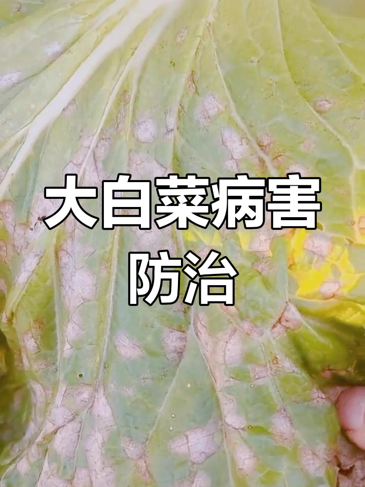 大白菜斑点病频发,及时用药控制,明年注意苗床管理