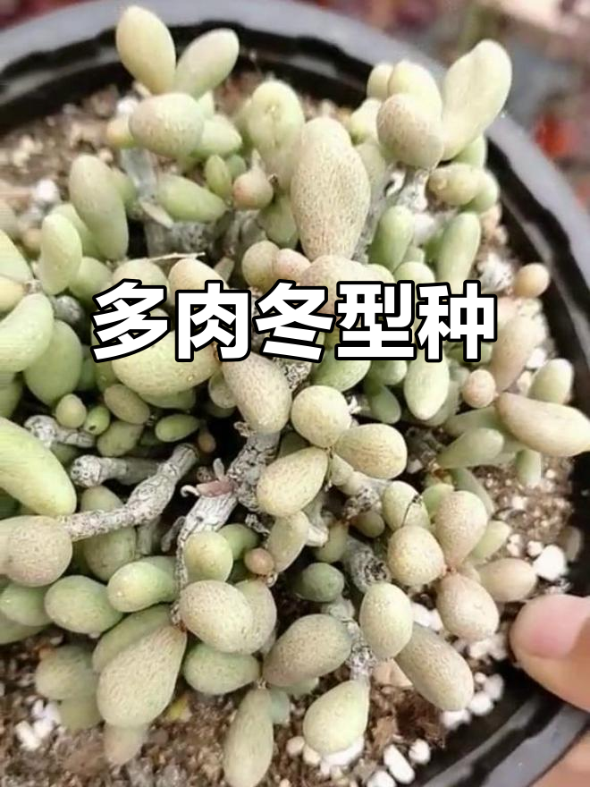 群卵多肉,冬季生长,夏季休眠,需断水养护