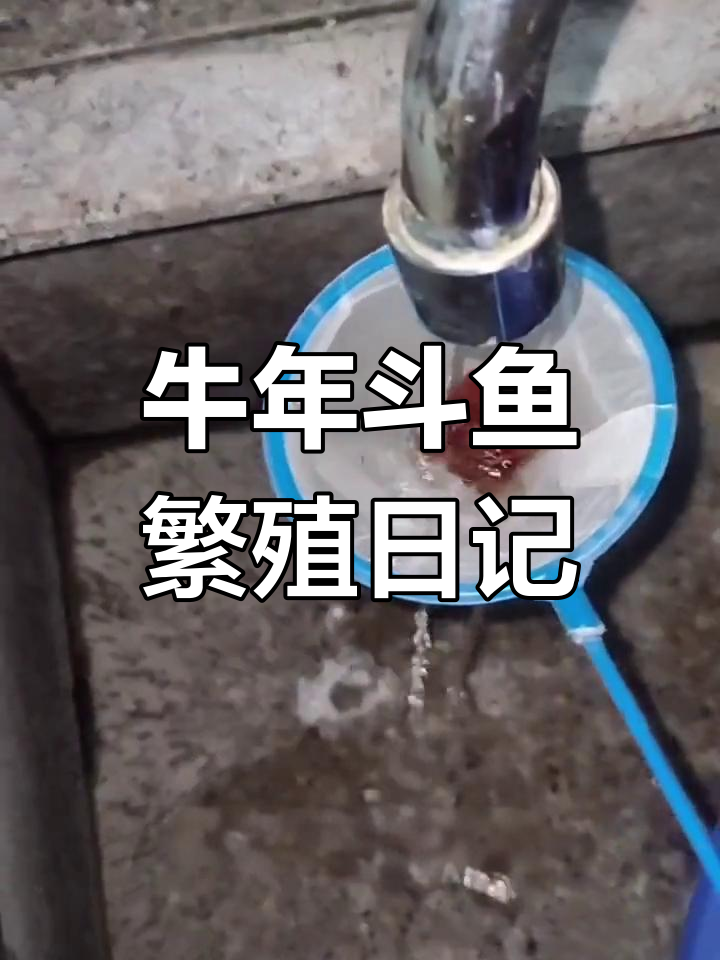 中国斗鱼繁殖准备与喂食技巧