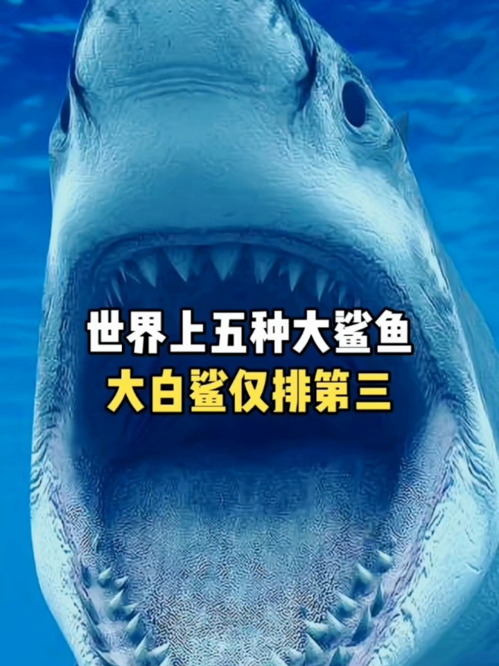 世界上的五种大鲨鱼,大白鲨仅排第三