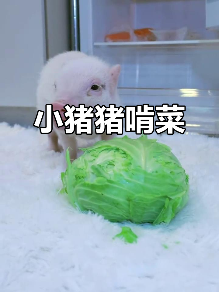 小猪猪吃白菜,萌态十足