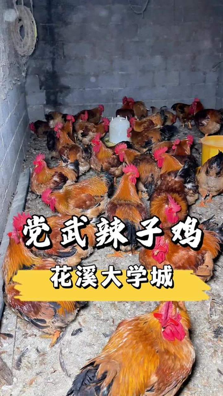 为证实源头,深夜探寻花溪党武辣子鸡真相