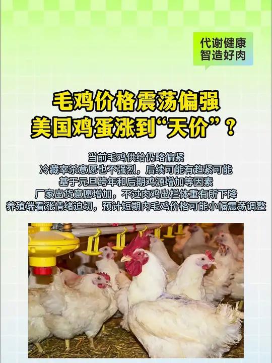 毛鸡价格震荡偏强美国鸡蛋涨到“天价”?