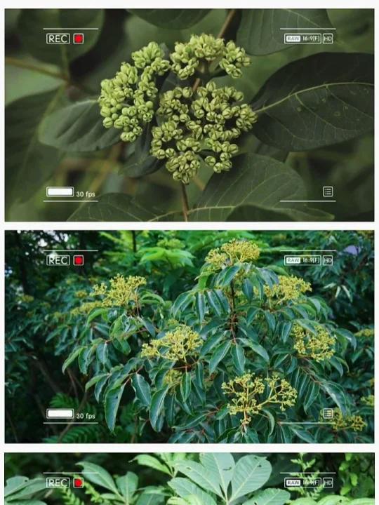 魅力中草药每日一药之吴茱萸,全景展示药材从田间到药房的生命历程!药为医之魂,药材好、药才好