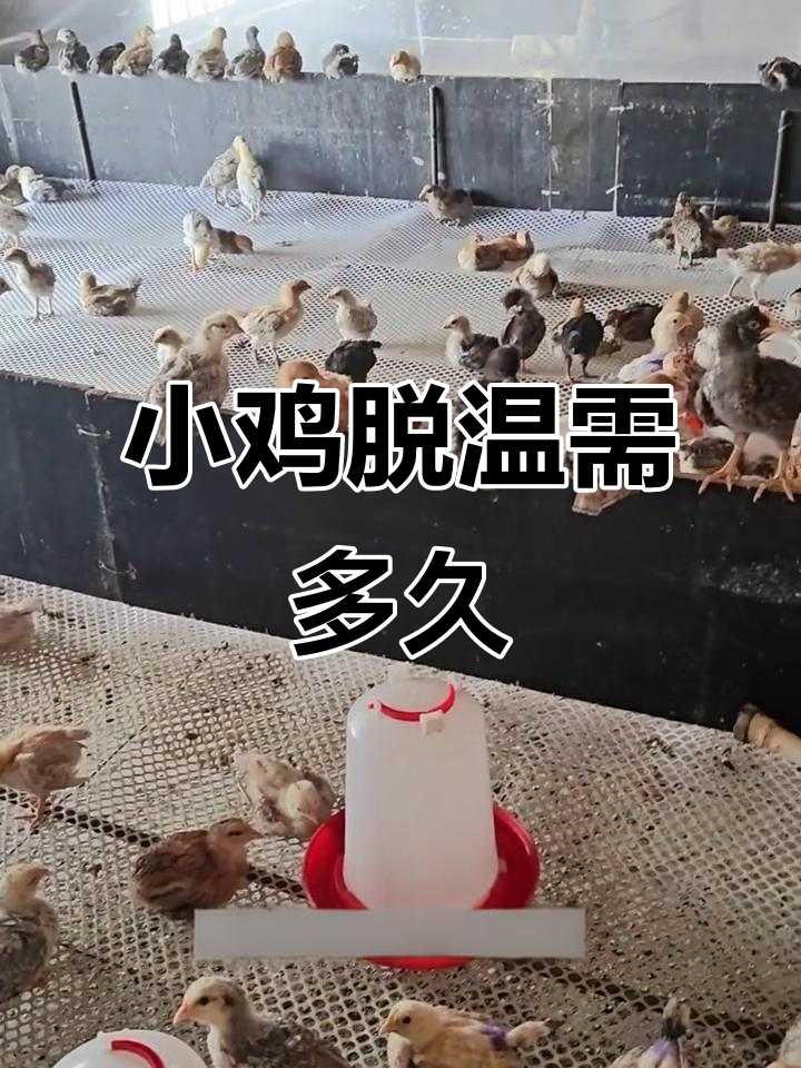 鸡苗脱温时间因季节而异,夏季短冬季长