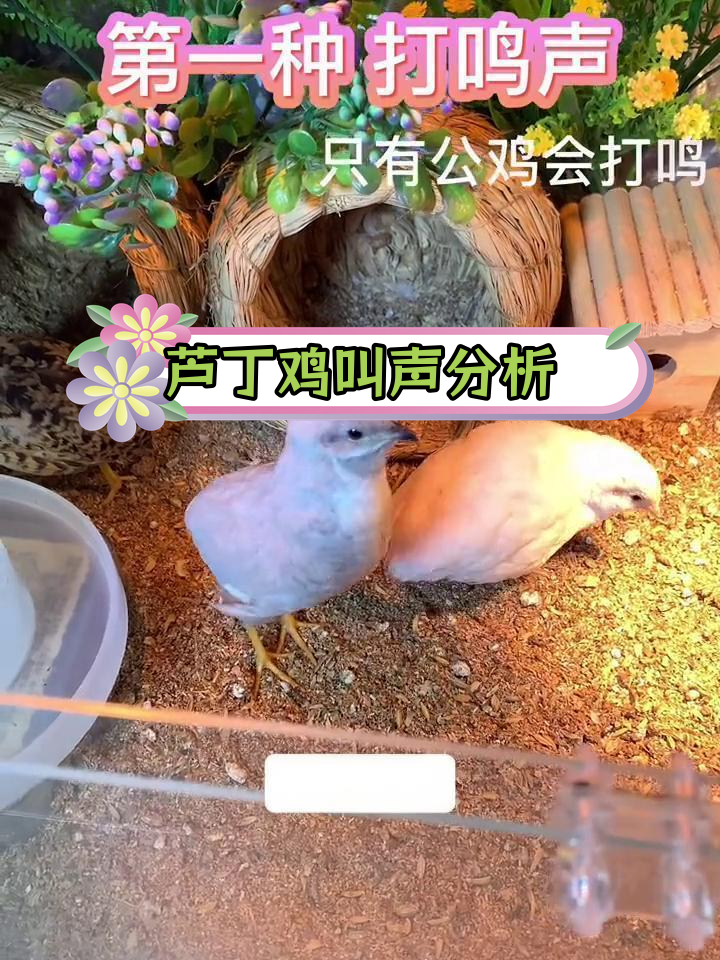 芦丁鸡的两种叫声解析