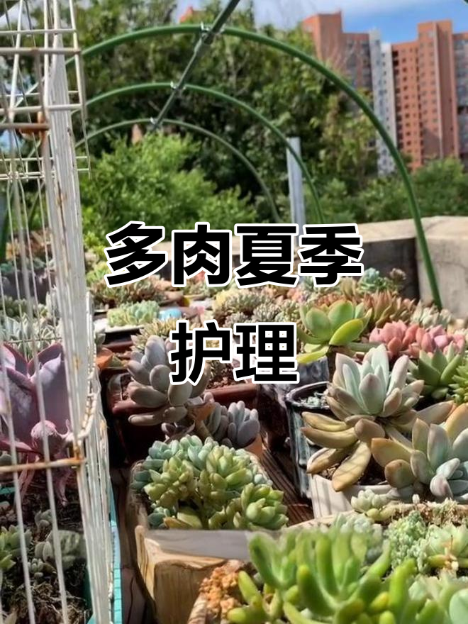 夏季多肉养护小技巧,记得点赞收藏!
