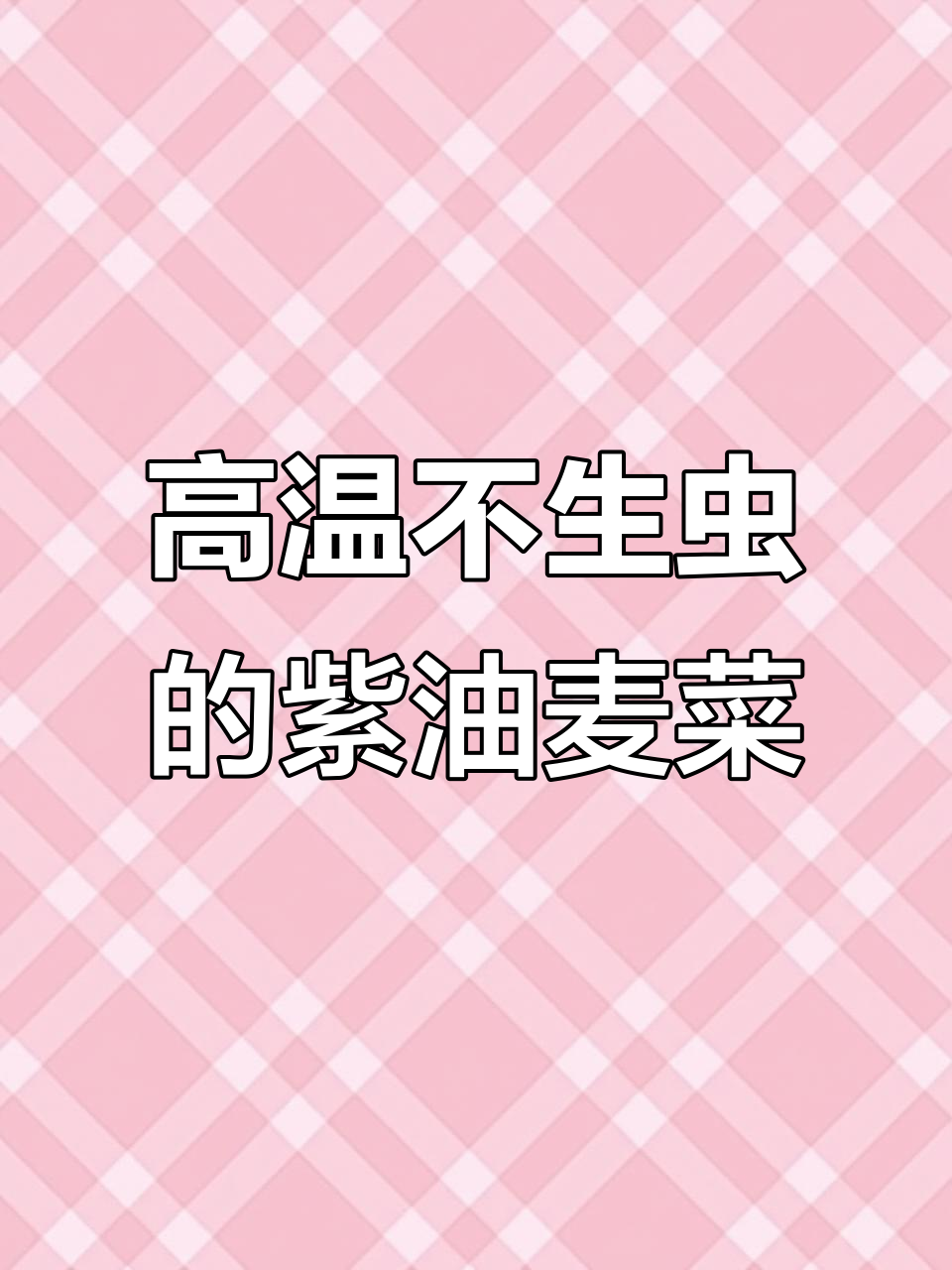 夏季高温必备!紫油麦菜,耐热又防虫害