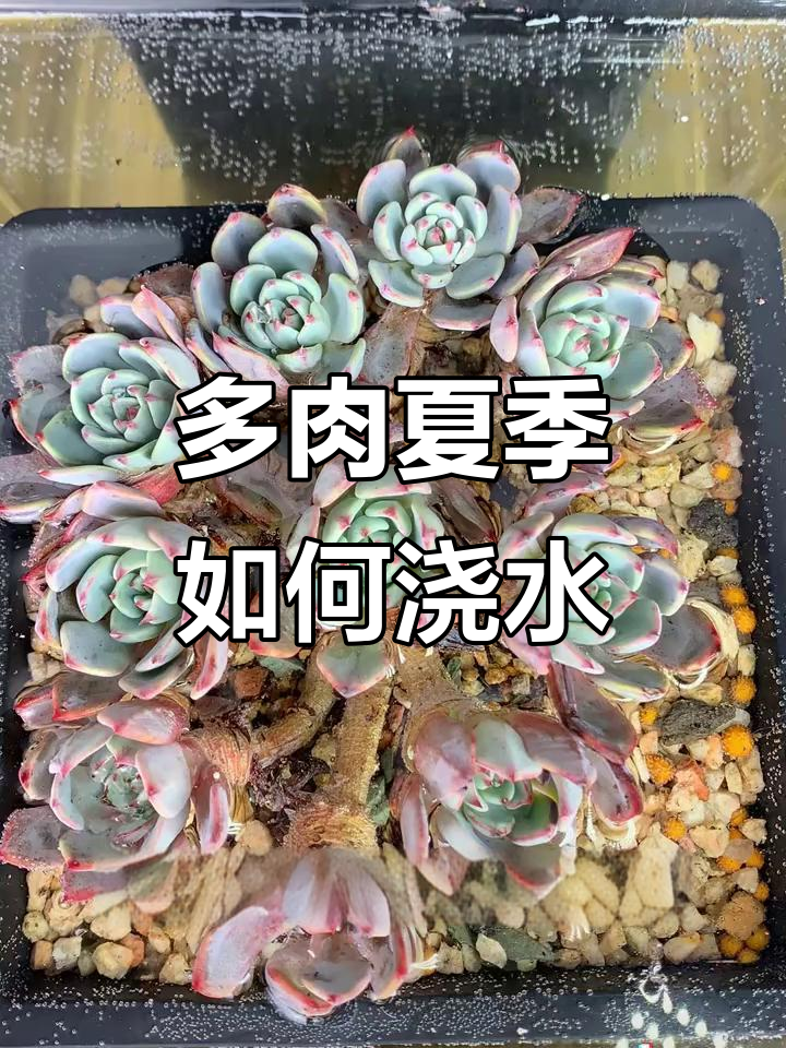 夏季多肉浇水技巧，三大类不同养护方法
