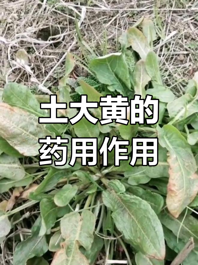 野菠菜的神奇功效,根部药用价值高