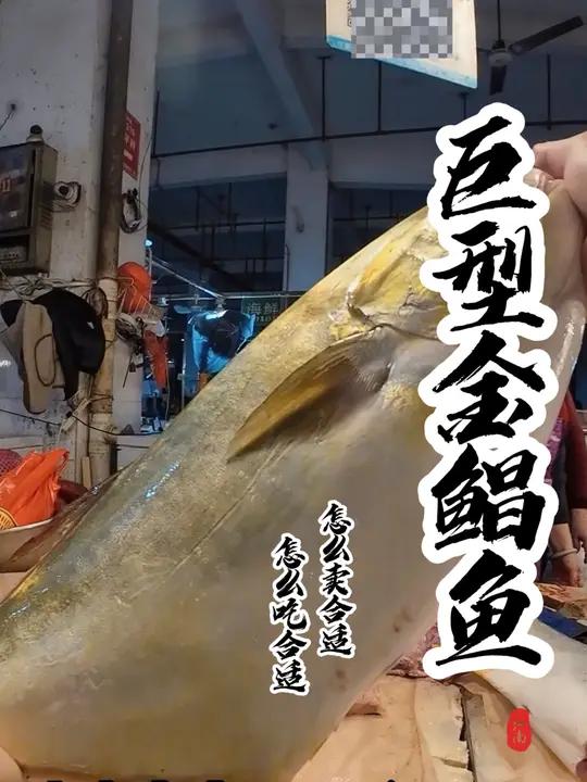 宝贝们,巨型金鲳鱼你们见过吗?一斤60元贵不贵呢?你们都是怎么吃的呢