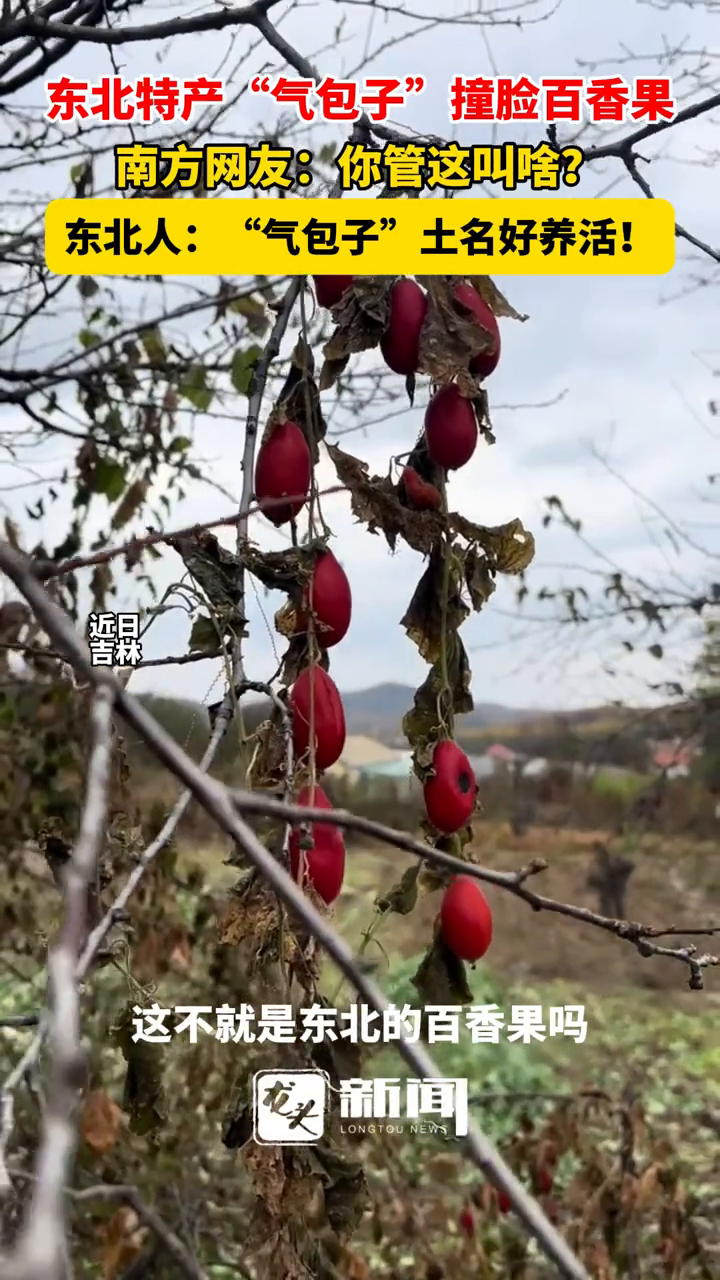 东北特产“气包子”撞脸百香果 南方网友：你管这叫啥？