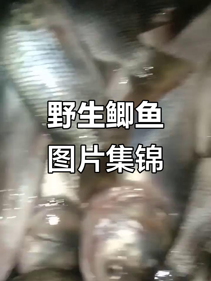 野生鲫鱼真实照片大揭秘,带你领略自然之美