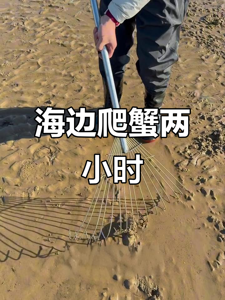 青岛海边抓螃蟹,两个小时收获满满一桶!
