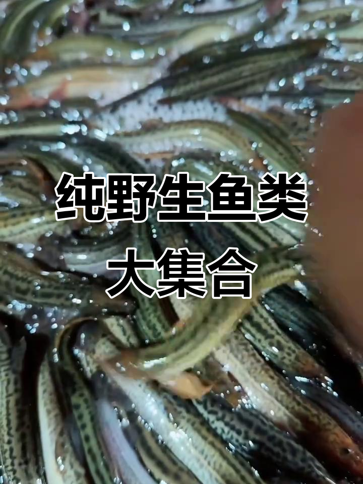 东北野生鱼大丰收,扁担沟子、泥鳅全都有