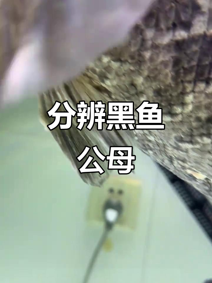 黑鱼公母如何区分？从生理特征入手