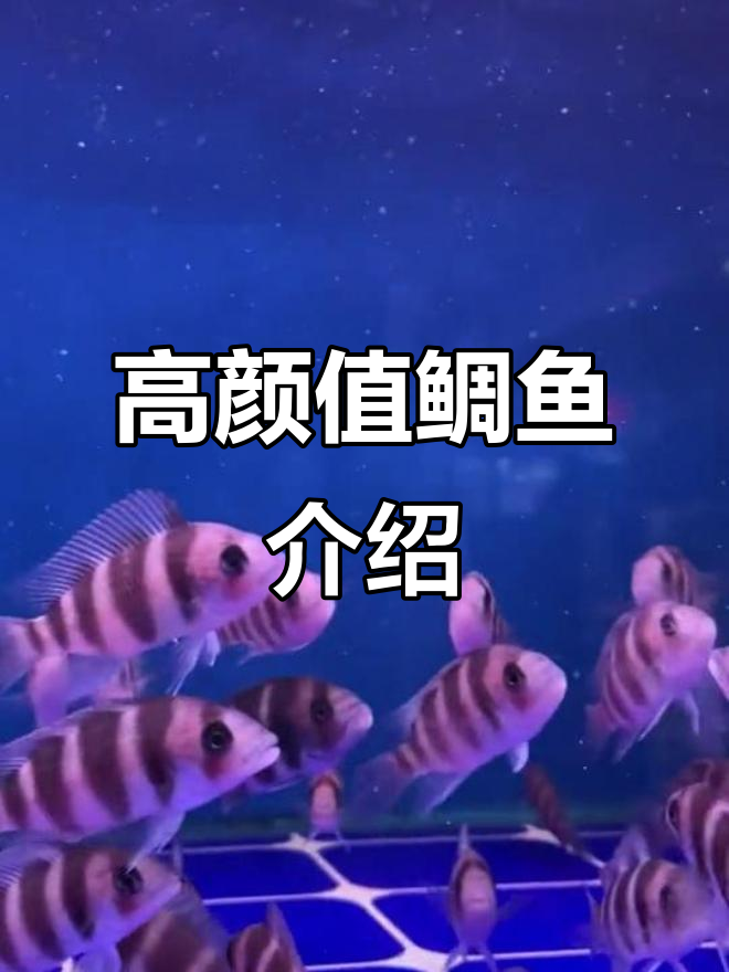 鲷鱼与石肚鱼的独特魅力，带你了解瓷雕类观赏鱼