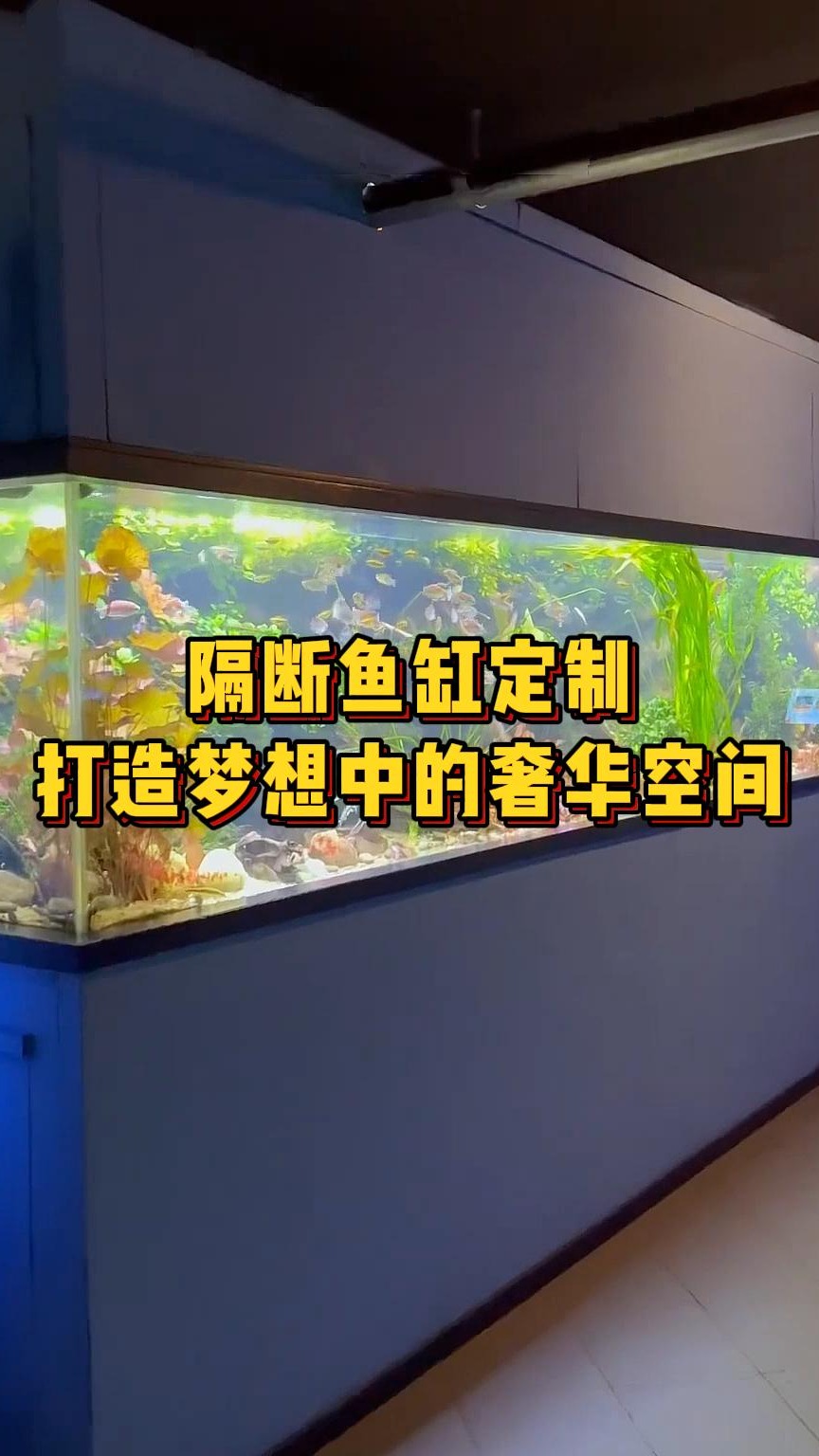 在柜子里做个鱼缸真的太美啦,很治愈