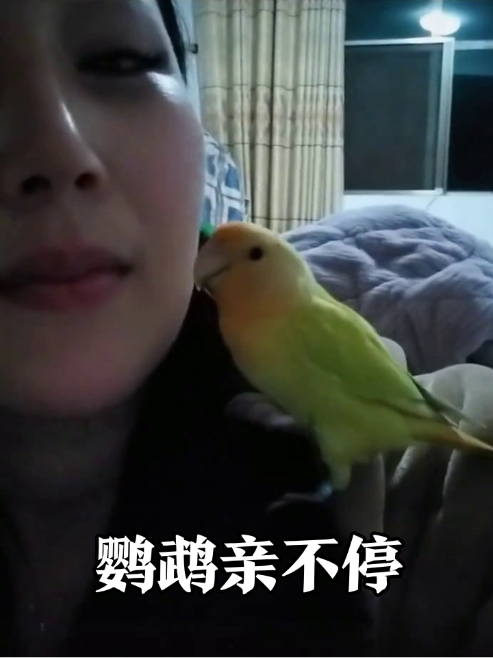 鹦鹉成“人形挂件”狂亲主人!蹭脸啄嘴热情到主人无奈