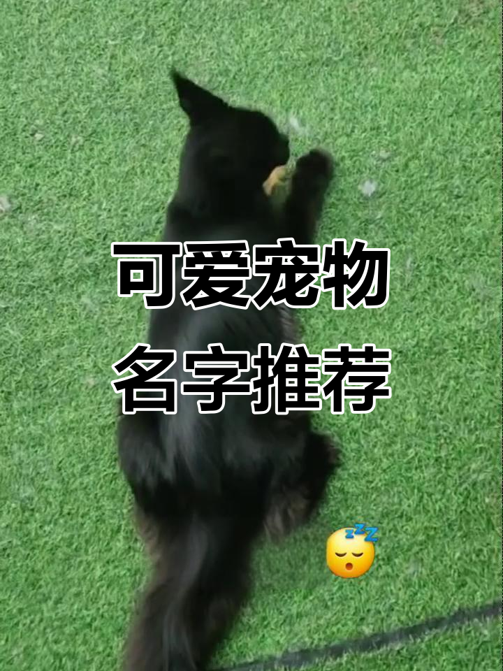 宠物取名大全,萌宠名字大集合