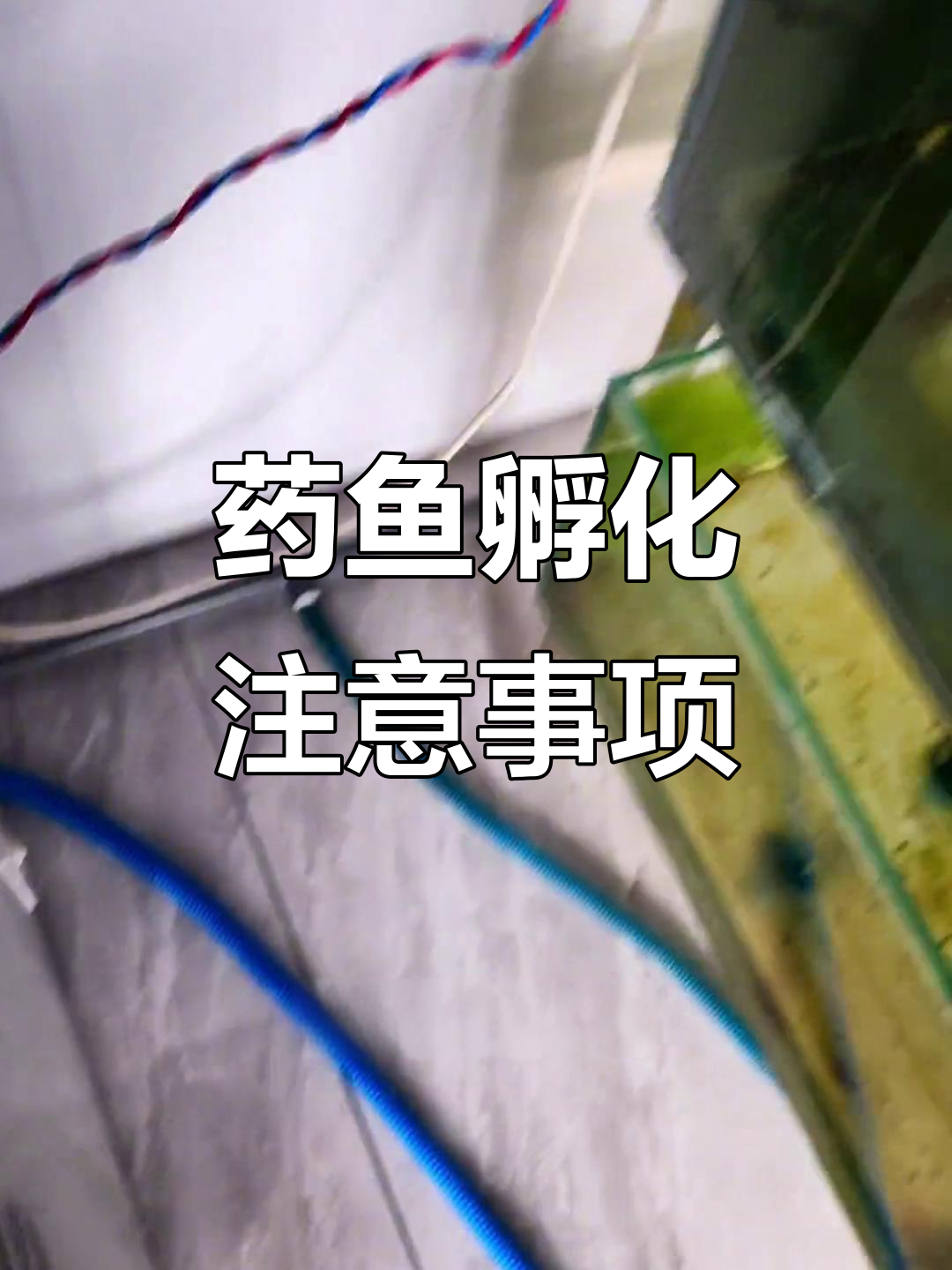 药鱼孵化技巧:如何避免白卵过多