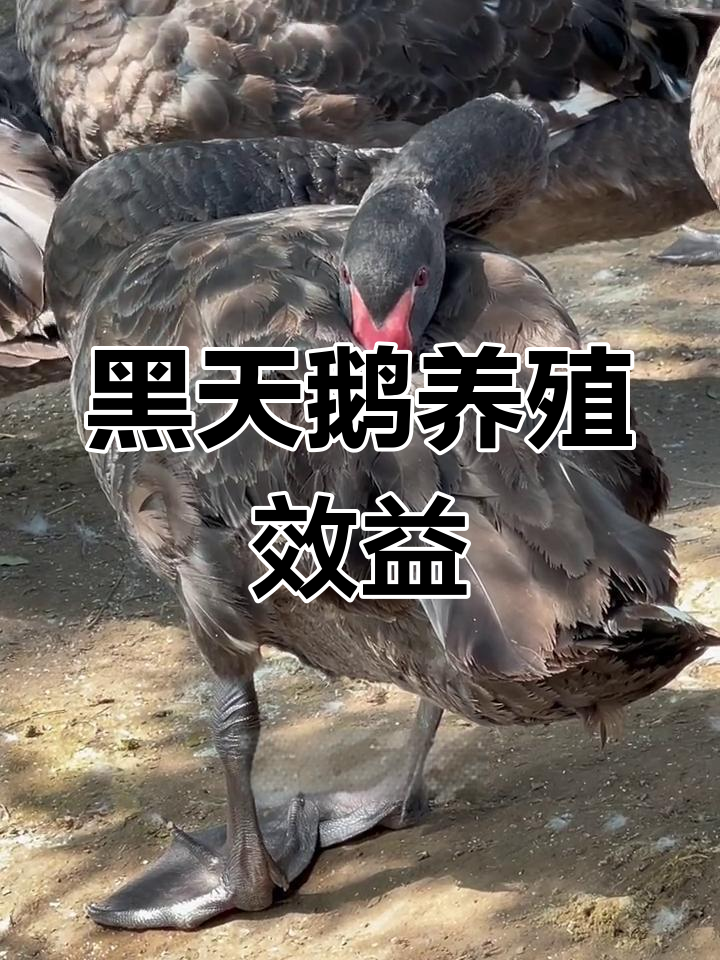 养黑天鹅的利润分析:第一年赚四万,第二年六万