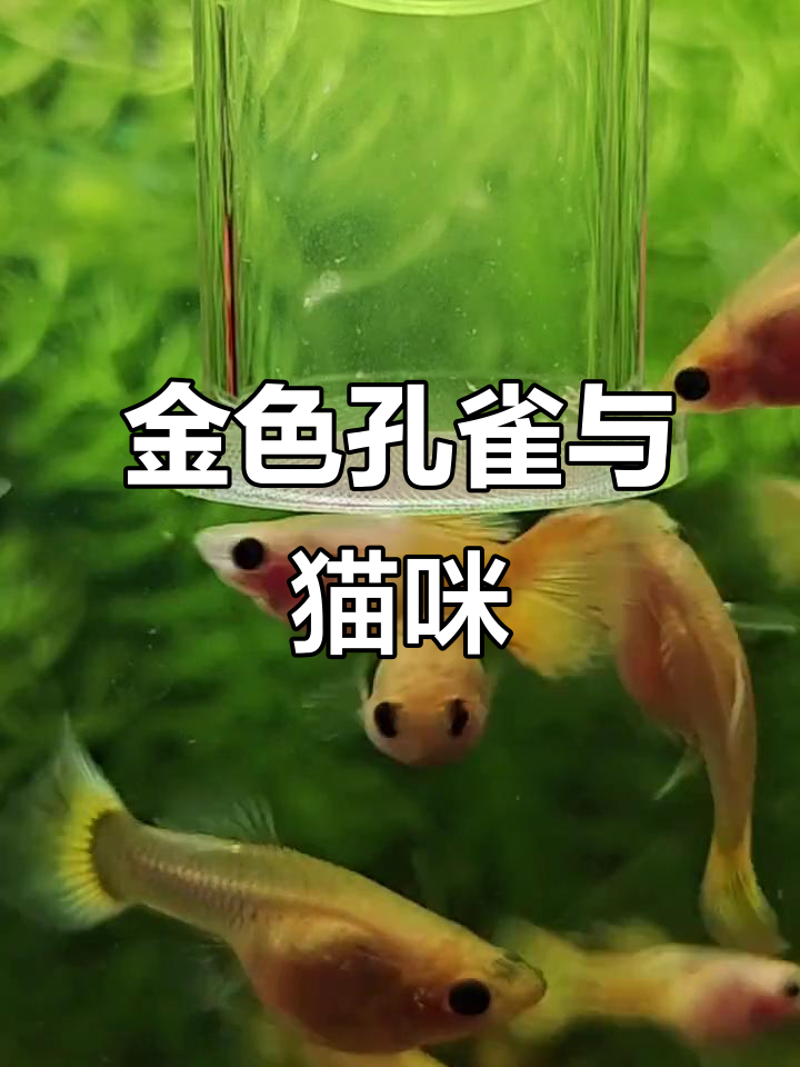 鱼缸里的孔雀与黄金玻璃猫,自然美景尽显