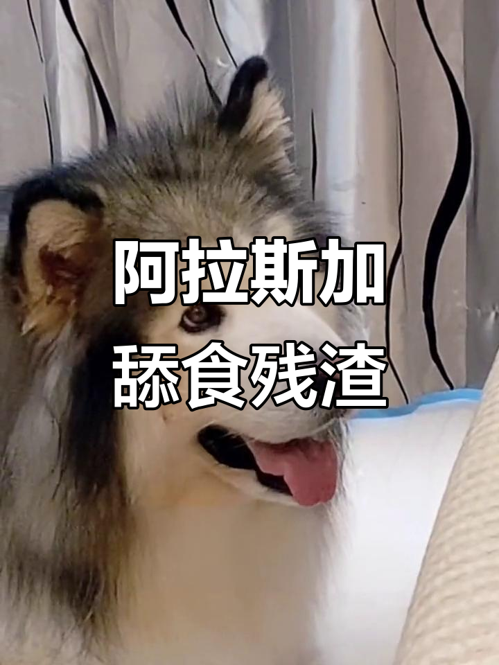 阿拉斯加吃完甜甜圈舔残渣，表情太可爱了