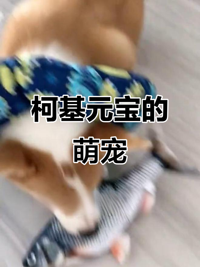 元宝新宠小鲫鱼,萌态十足超可爱