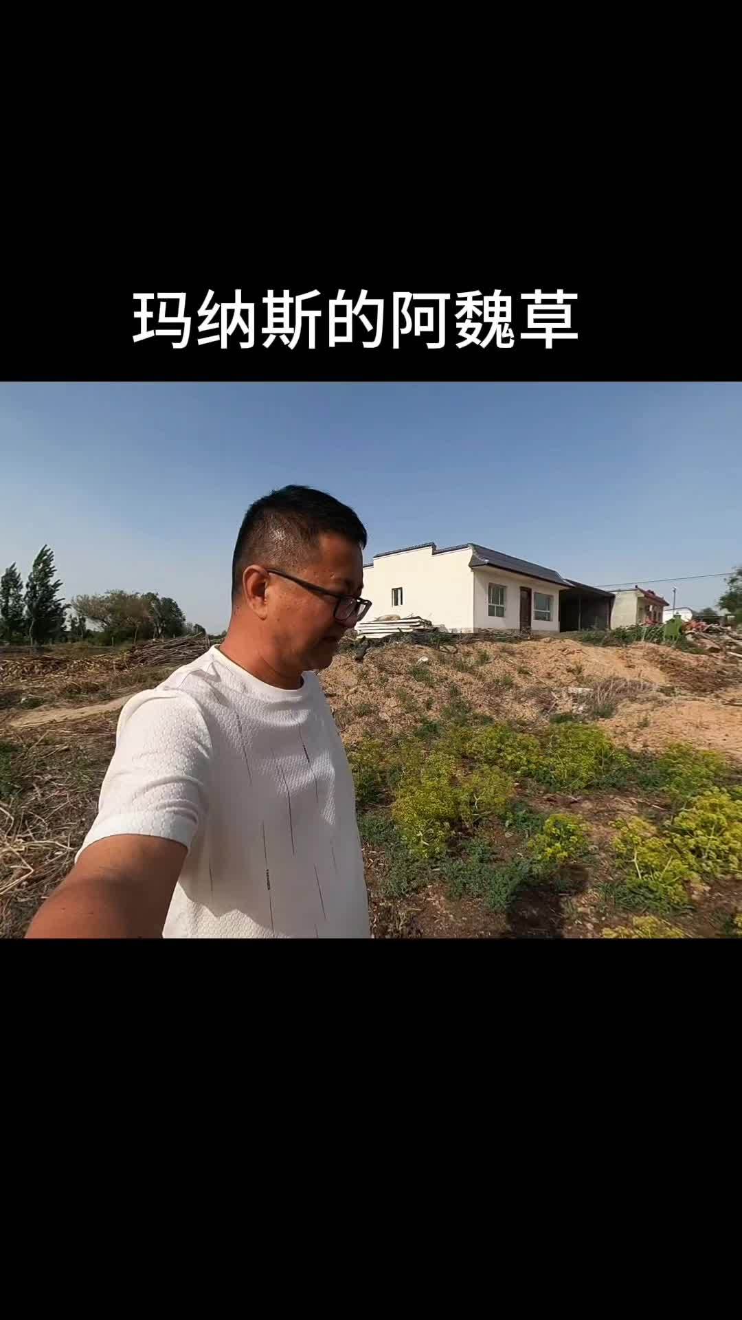 到了吃阿魏草的季节 吃过的都知道 助力三农 阿魏草 野菜
