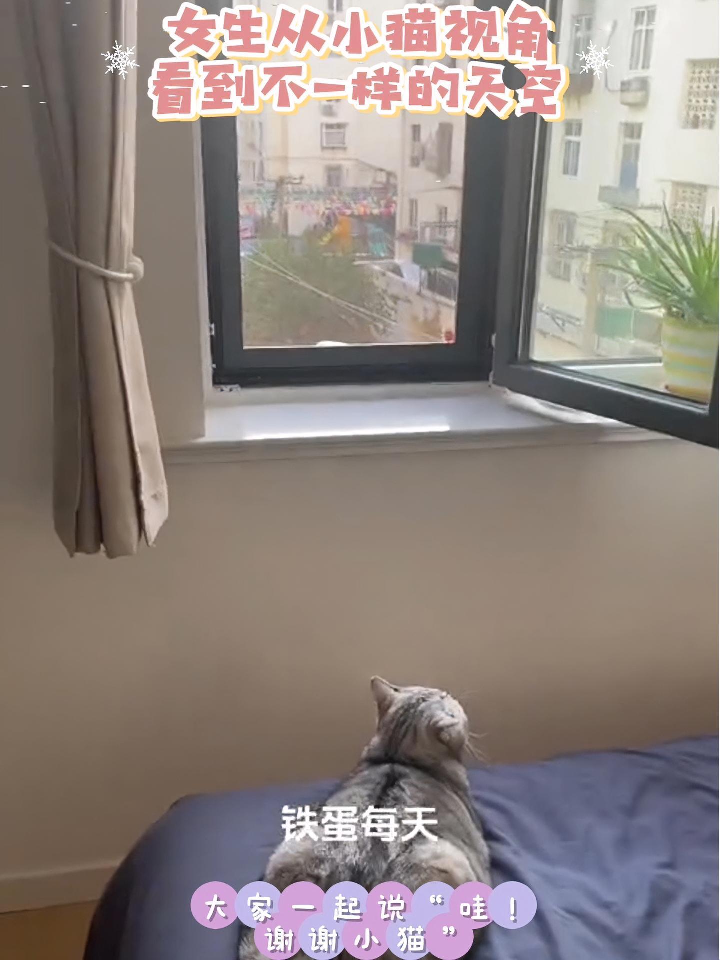 女生从小猫视角看到不一样的天空～大家一起来说:“哇!谢谢小猫”!这个世界不能没有小猫 小猫