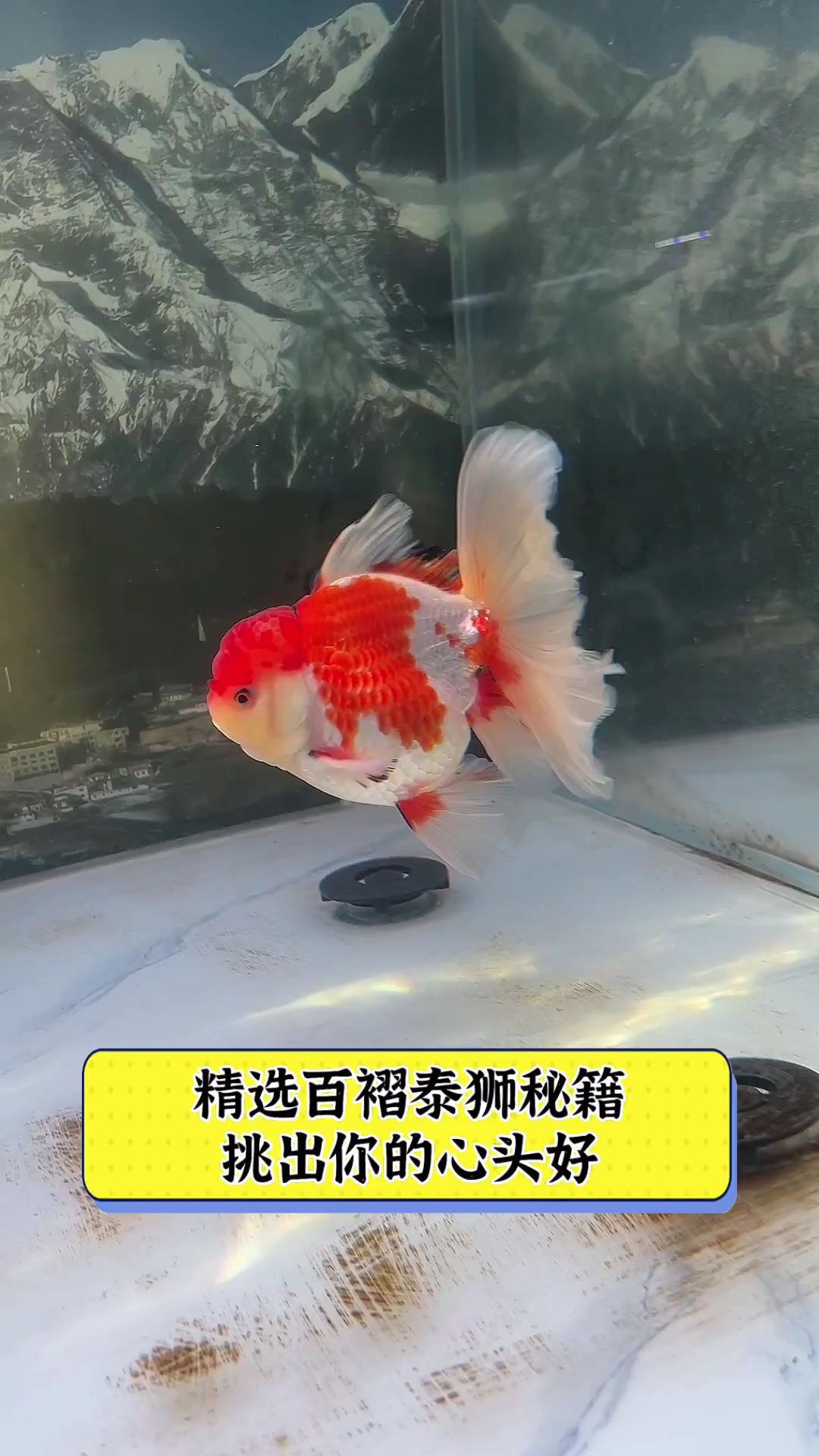 精选百褶泰狮秘籍,挑出你的心头好