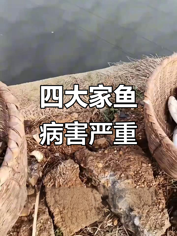 草鱼鲫鱼烂嘴病爆发，江苏湖北等地损失惨重