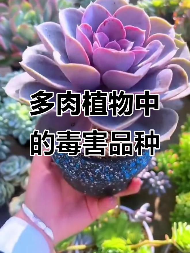 这些多肉植物有毒,误食或接触可能中毒!
