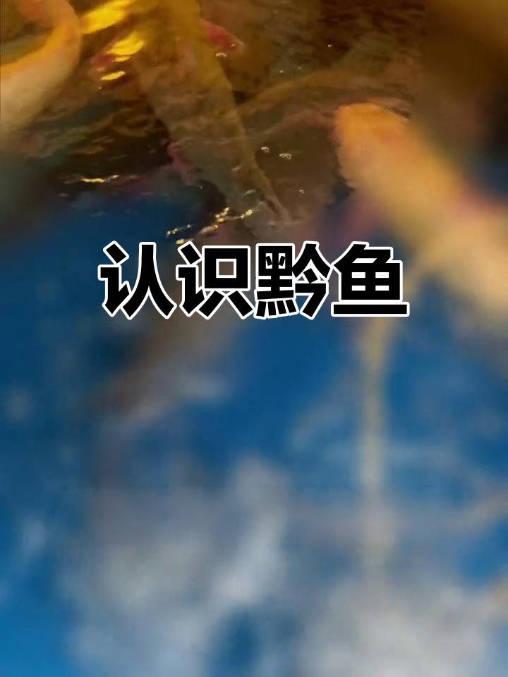 黔鱼揭秘:了解这种淡水鱼的独特之处