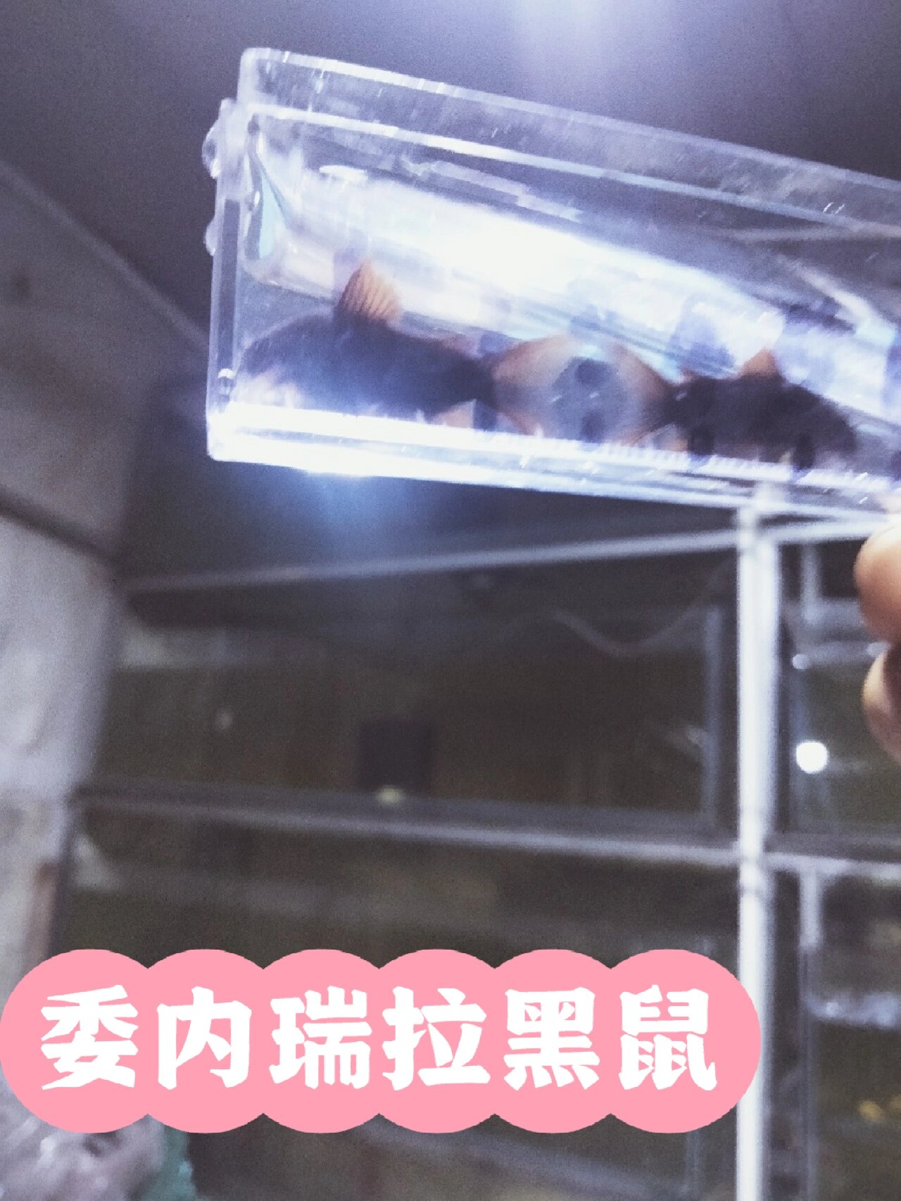 热带鱼观赏鱼委内瑞拉黑鼠