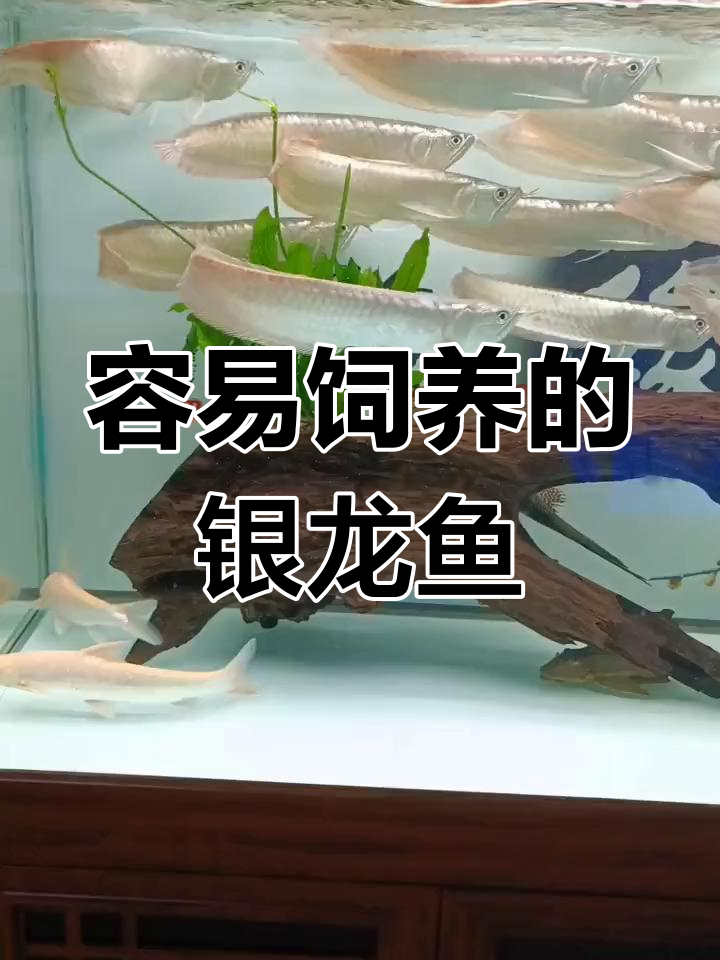 银龙鱼:热带淡水鱼的美丽代表