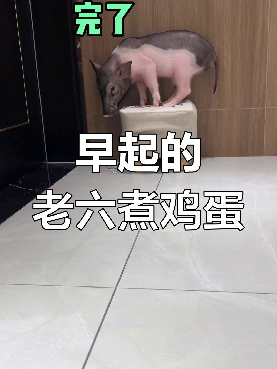 老六早起为家人做早餐,睡眼惺忪中的搞笑日常