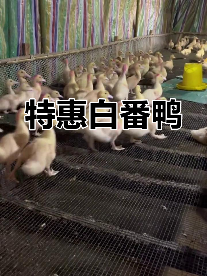 大种白番鸭,肉质厚实,公母不同重,最后几只在售!