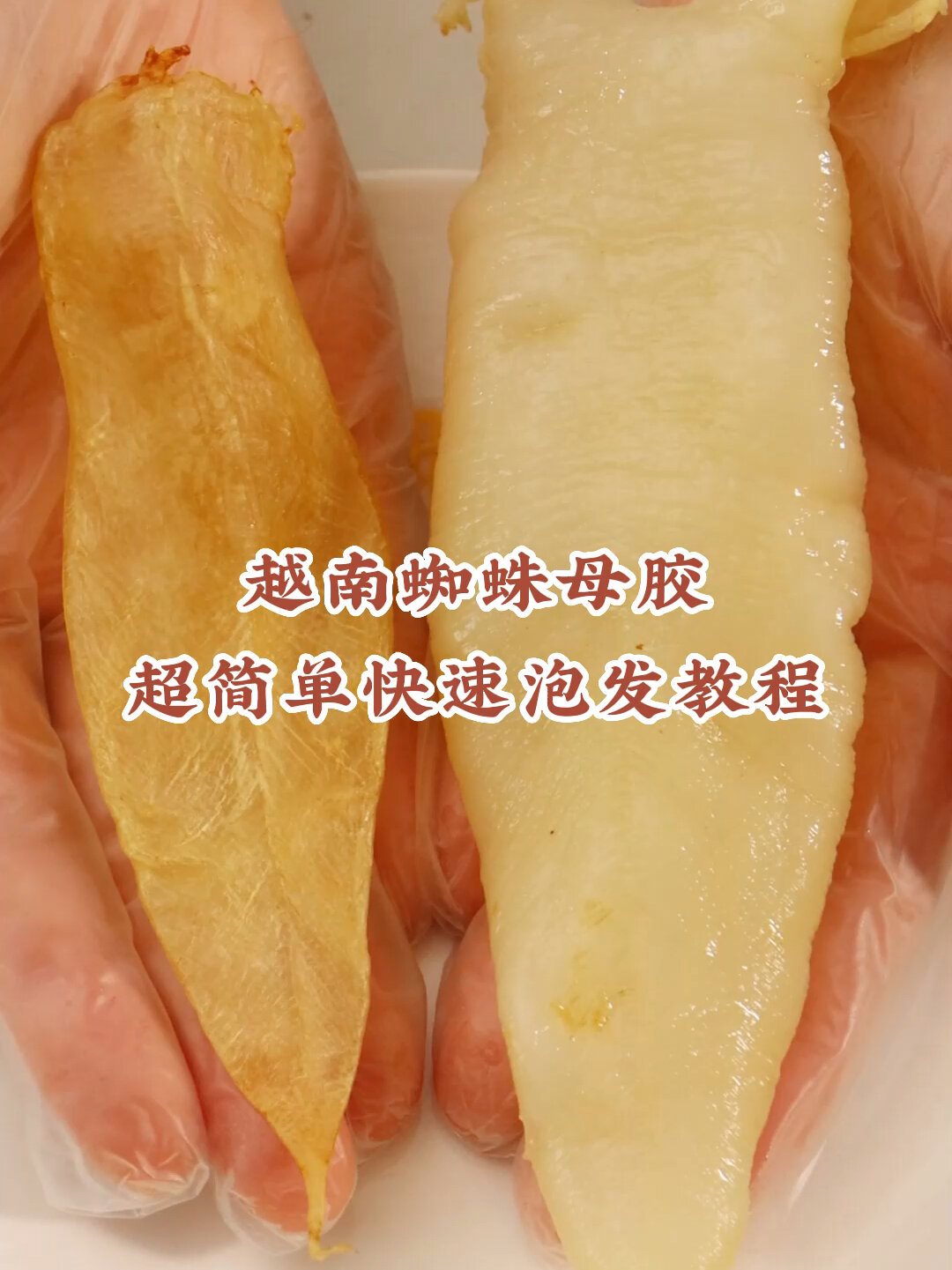 鱼胶知识|越南蜘蛛胶超简单快速泡发过程