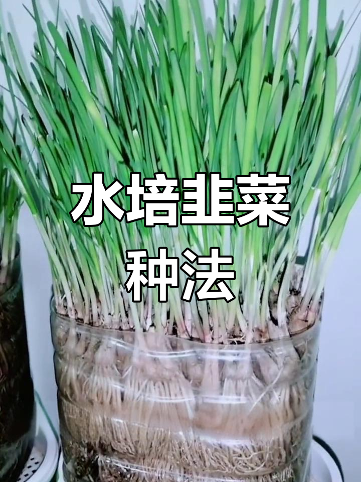 废物利用:水培韭菜种植技巧