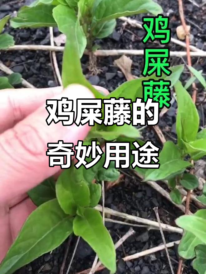 你尝过鸡屎藤吗？这奇特野菜竟有药用价值，让人惊讶！