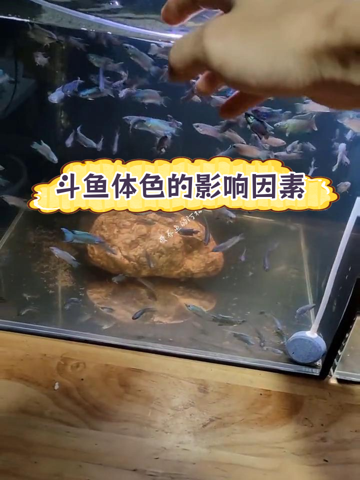 中国斗鱼发色受基因、环境与温度影响