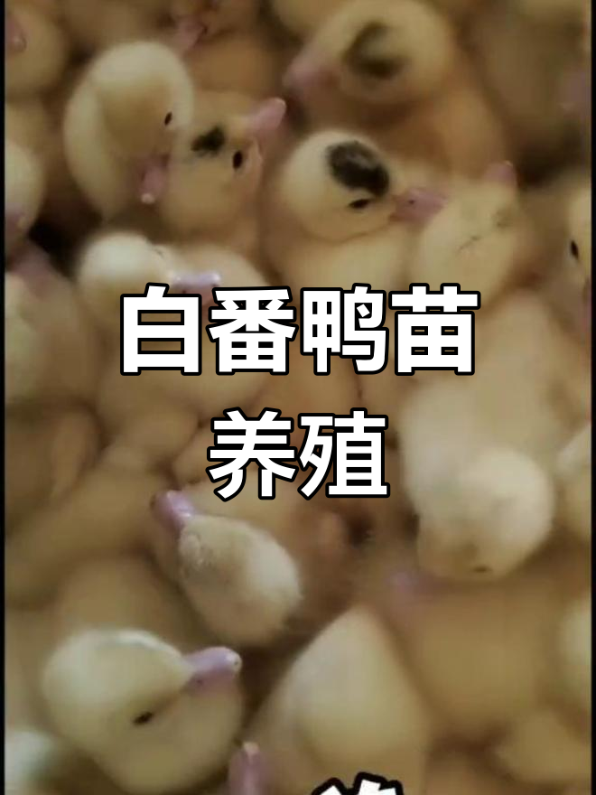 白番鸭苗养殖情况介绍
