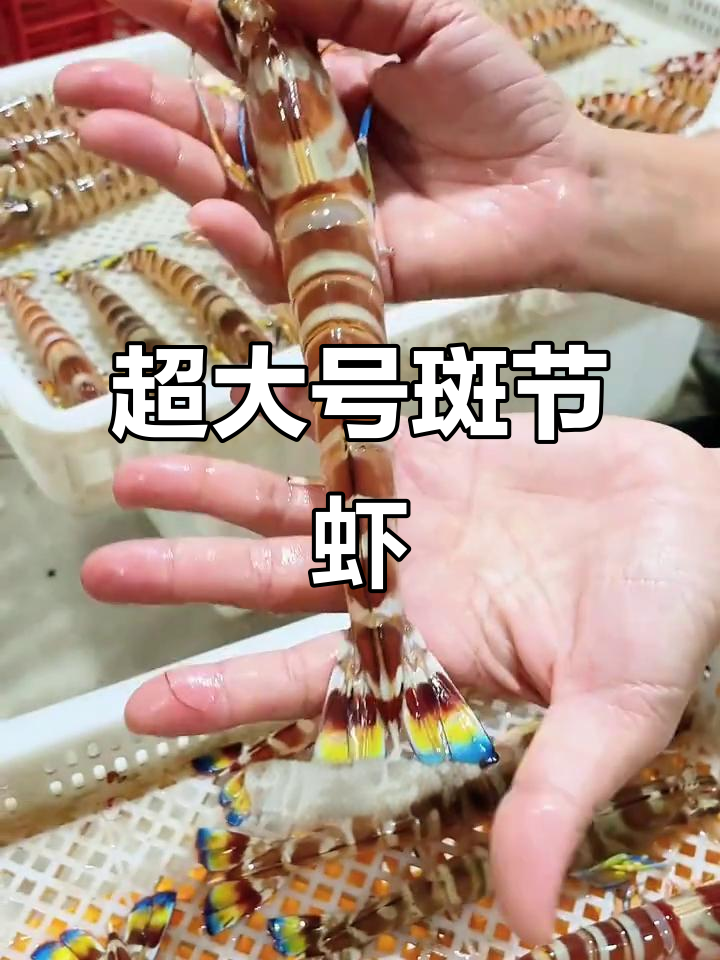 正宗九节虾,超大竹节斑节虾,顺丰冷链速冻大虾年货必备