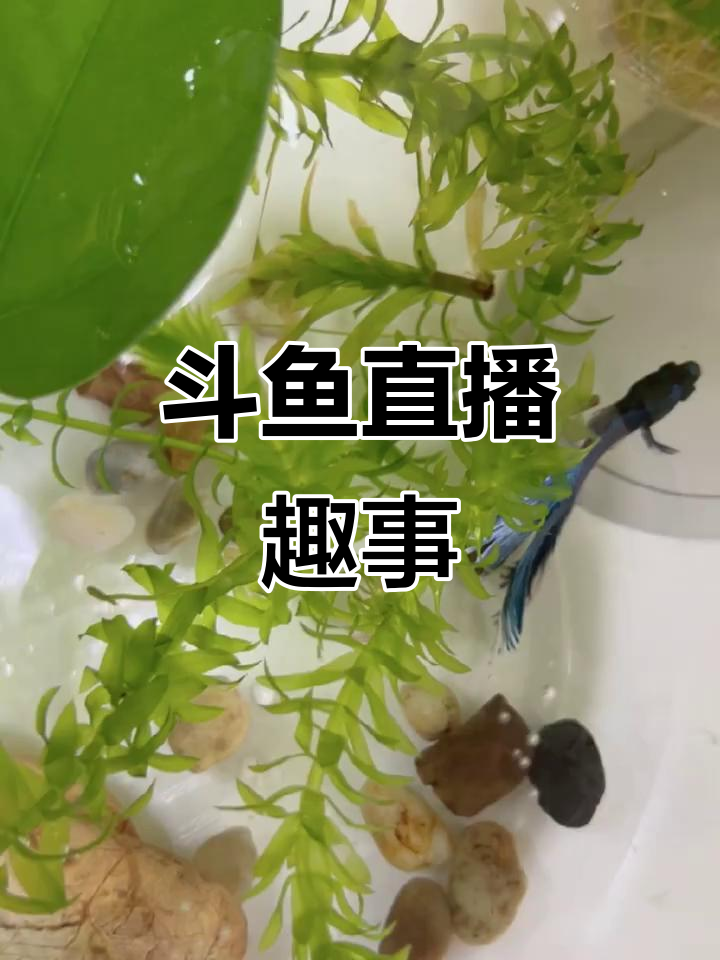 斗鱼直播精彩瞬间大揭秘